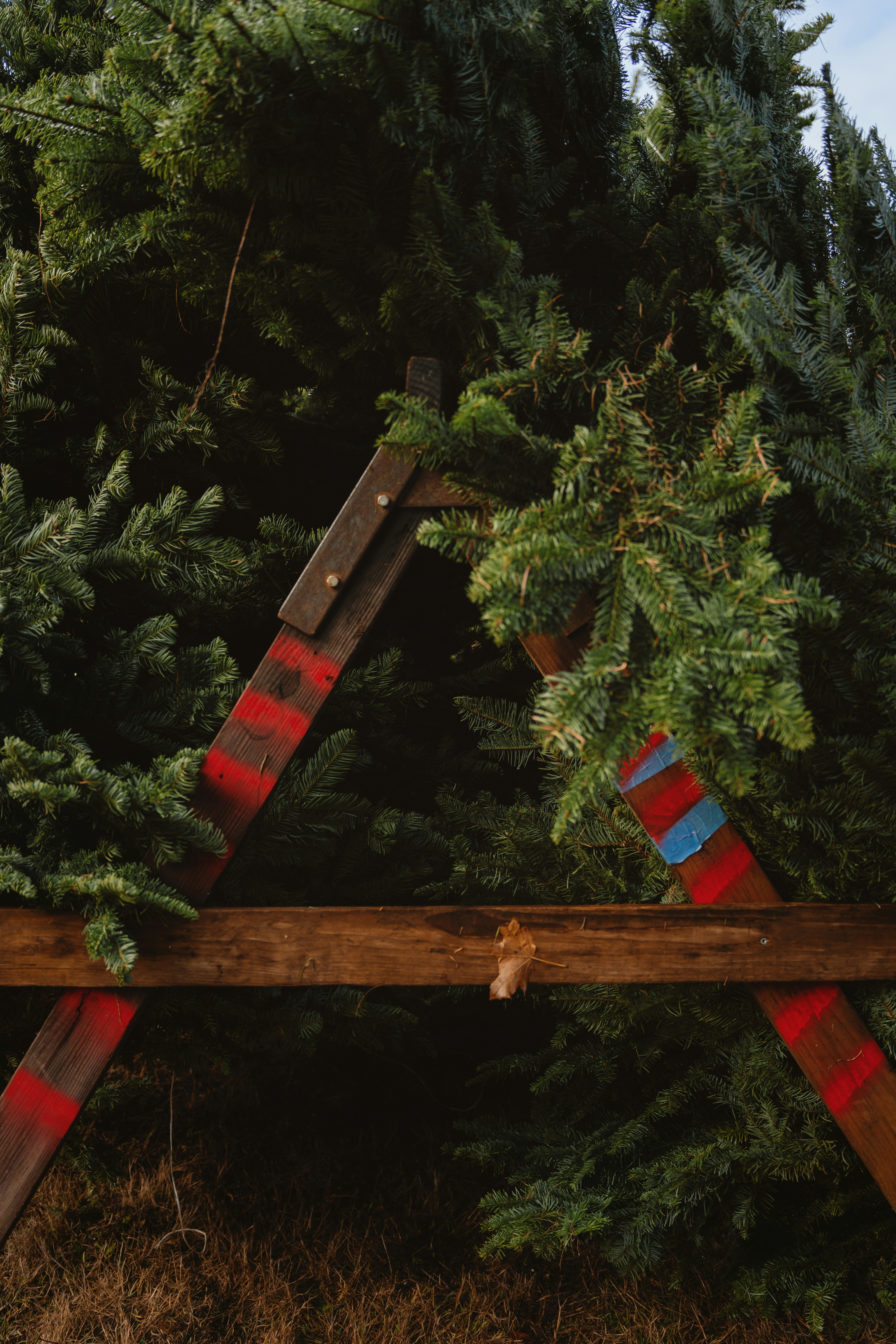 A ladder made out of wooden boards in front of a tree photo – Free ...