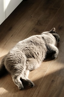 A cat lounging comfortably after a grooming session.