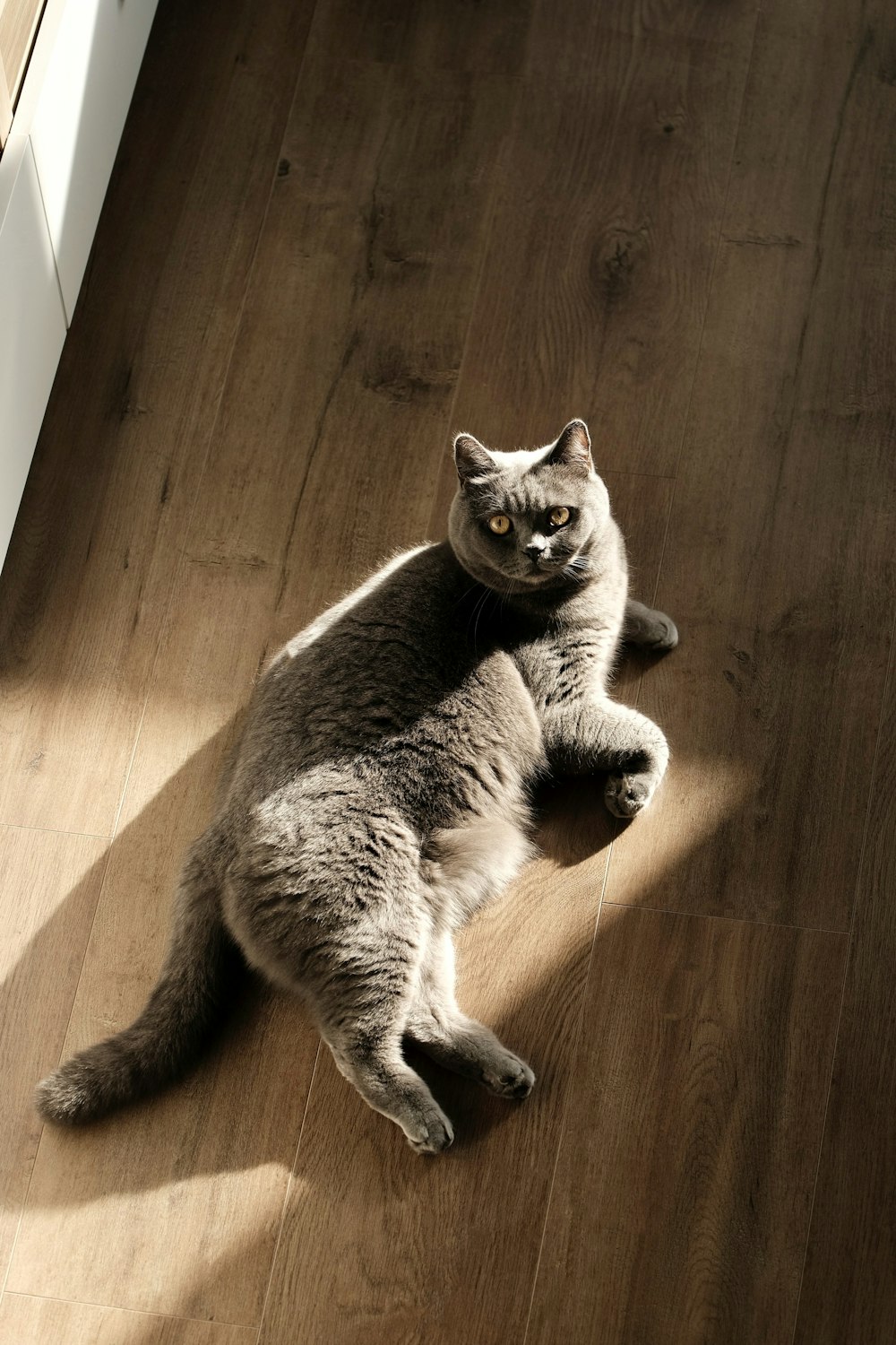 a gray cat sitting on a wooden floor