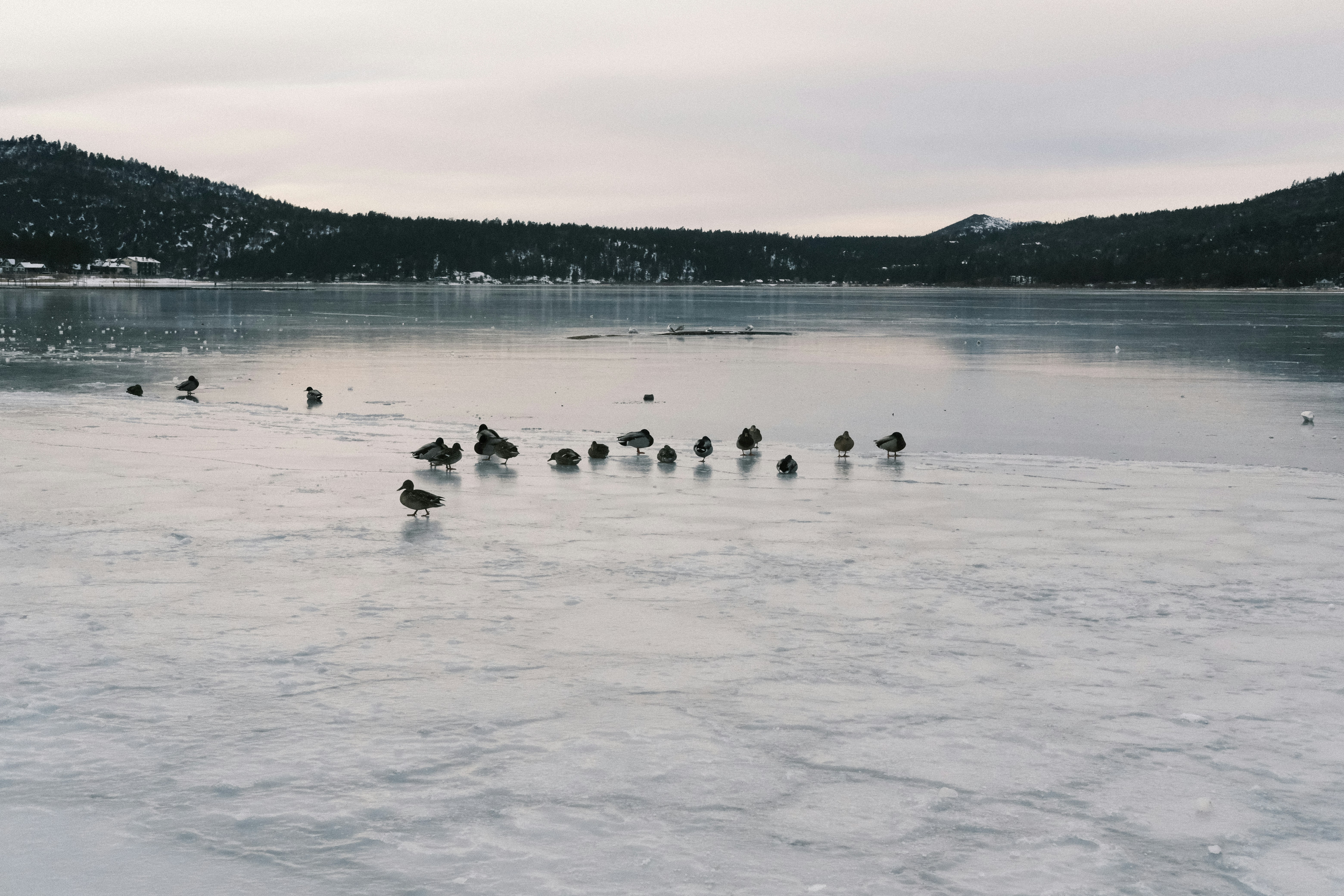 a flock of birds standing on top of a frozen lake