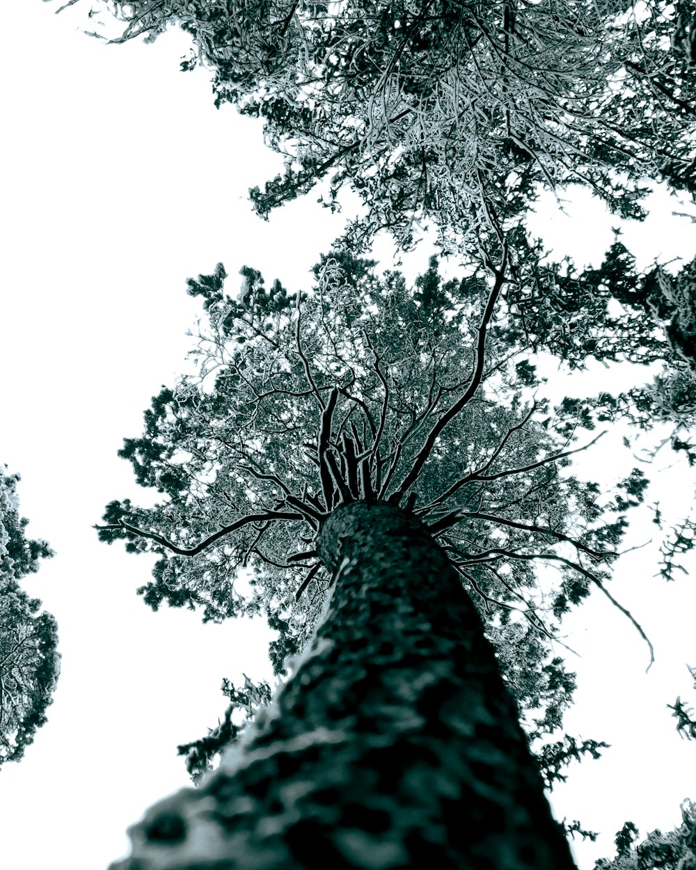 Regarder un grand arbre dans une forêt