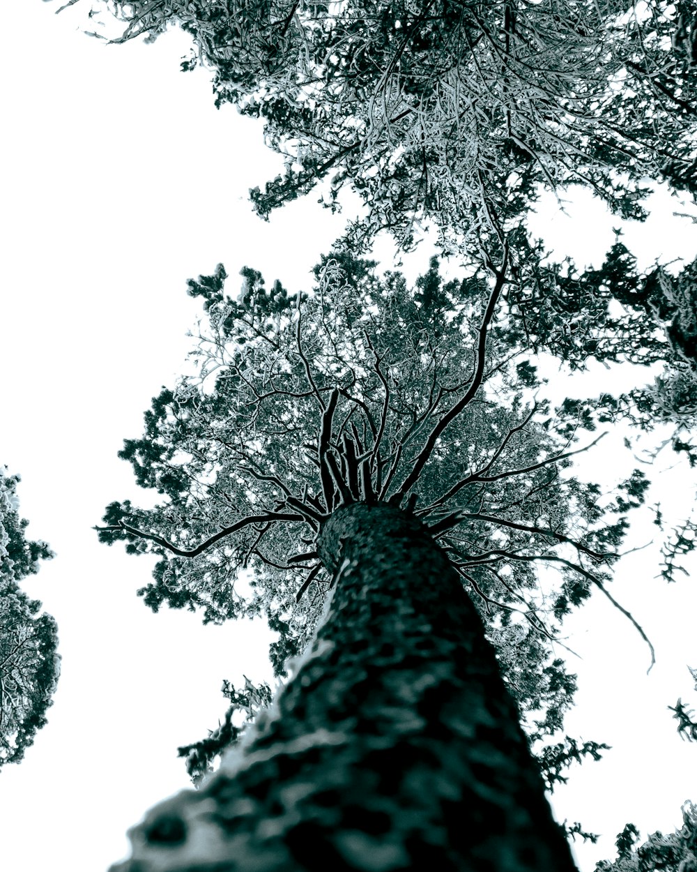 Blick auf einen hohen Baum in einem Wald