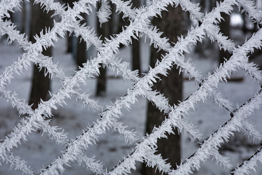 a close up of a frosty fence with trees in the background