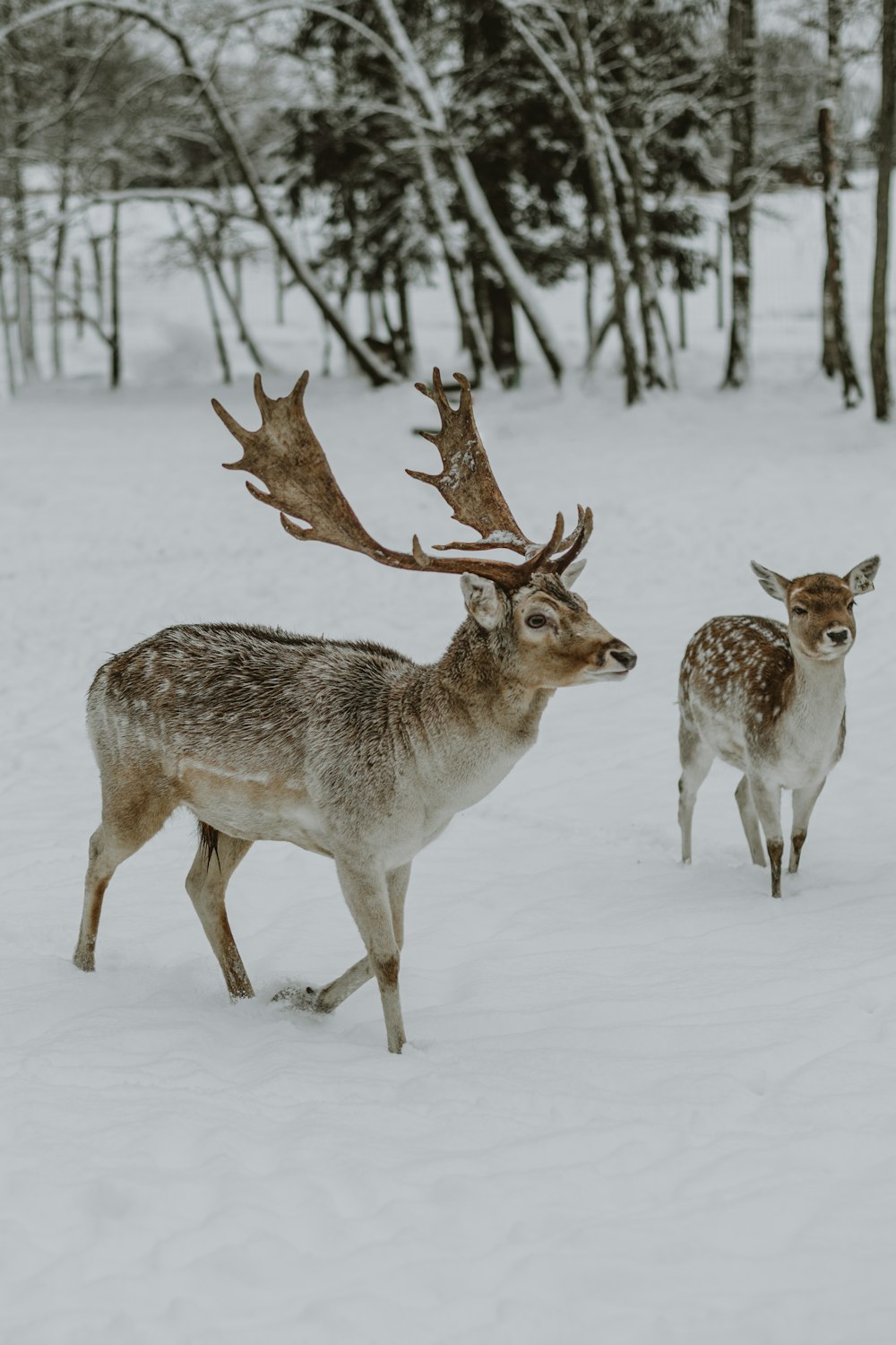 a couple of deer walking across a snow covered forest