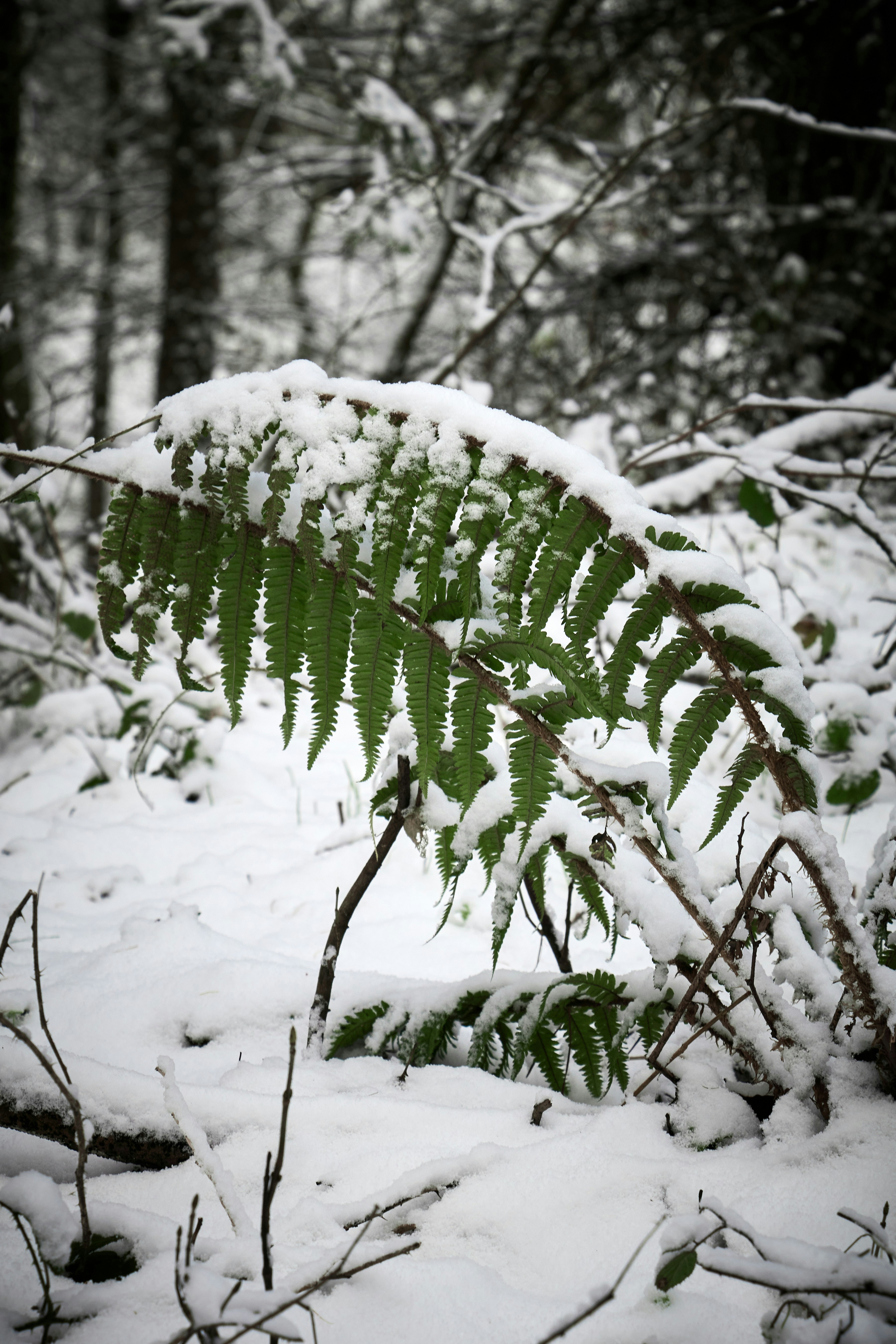 a fern leaf is covered in snow in the woods