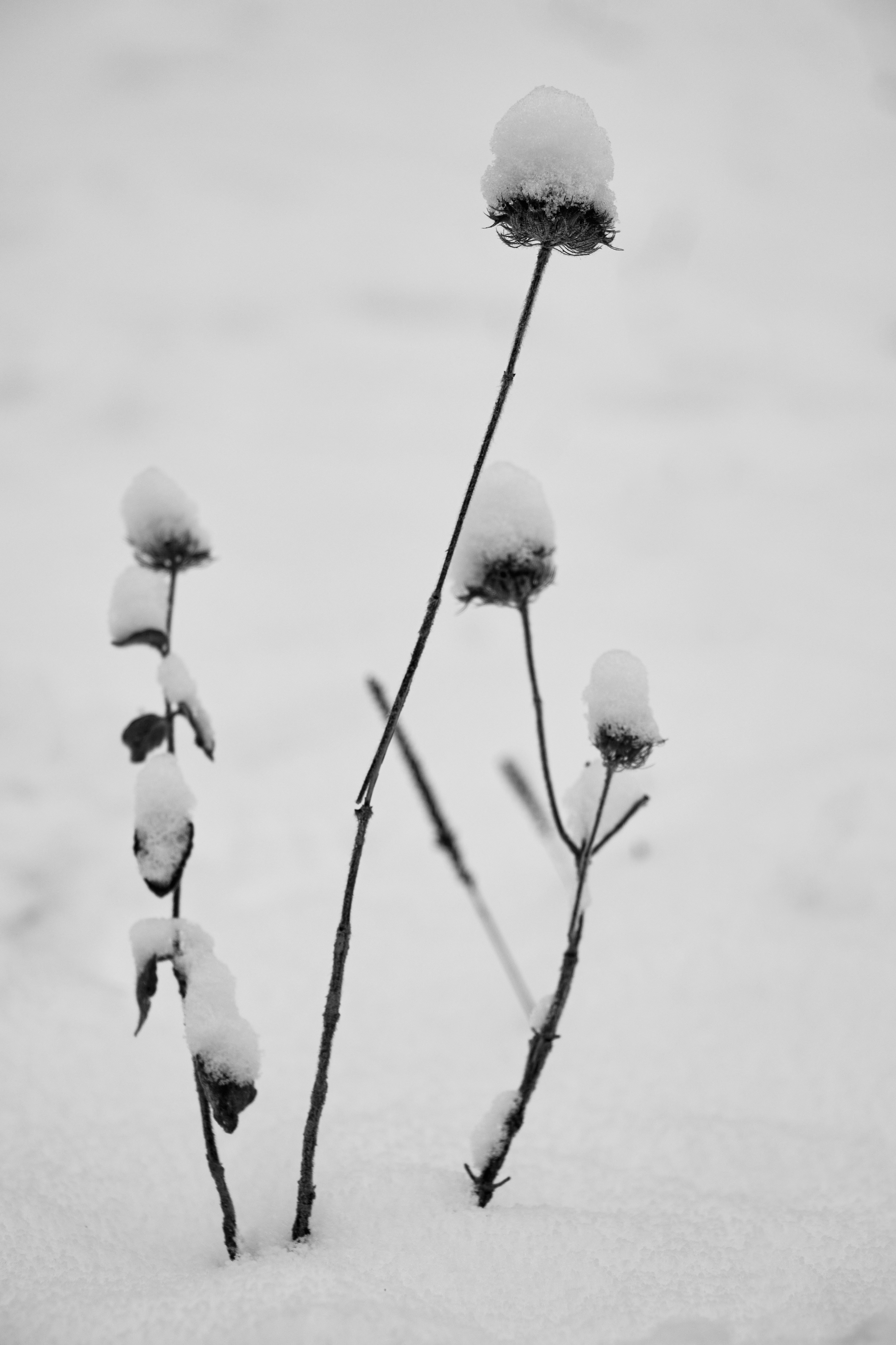 a black and white photo of snow covered plants
