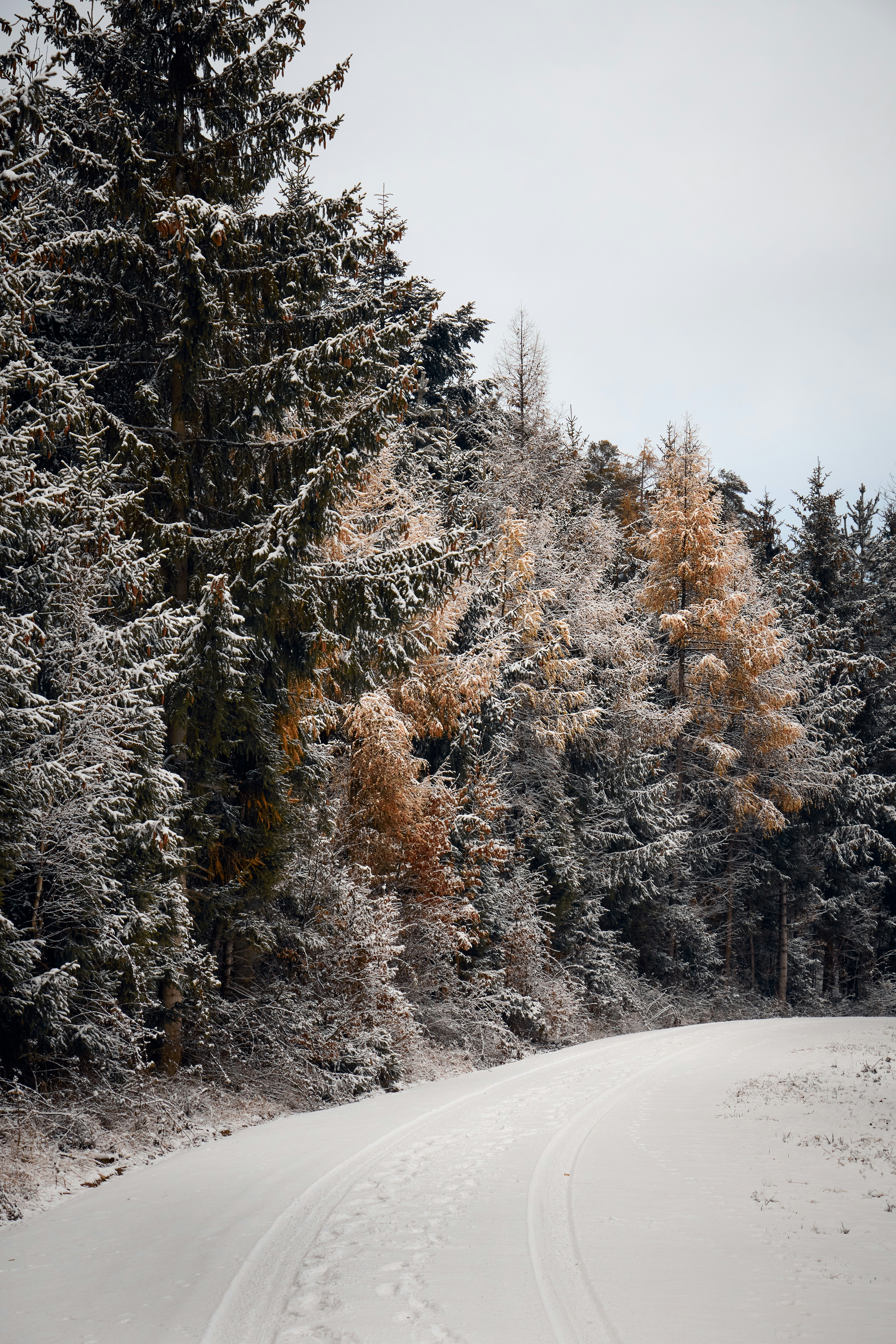 a snow covered road surrounded by tall trees
