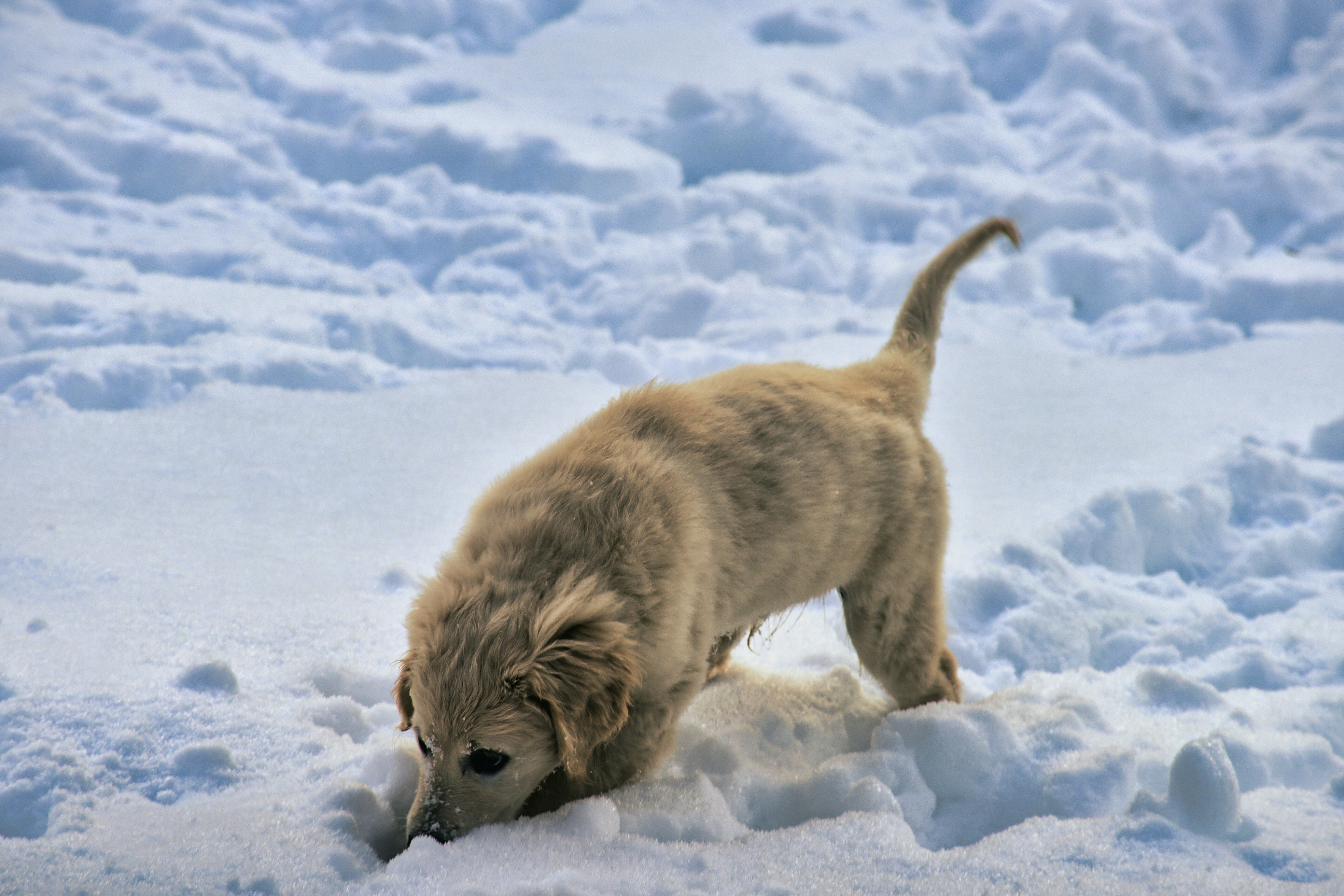Spotted Perfection in Golden Fur (image credits: unsplash)