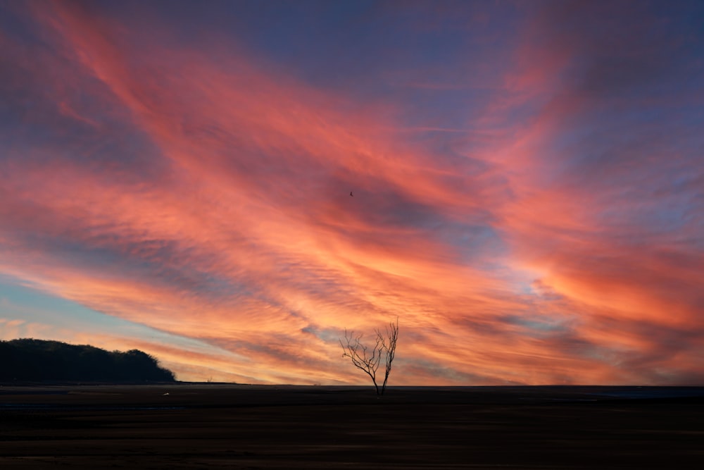 a tree is silhouetted against a colorful sky