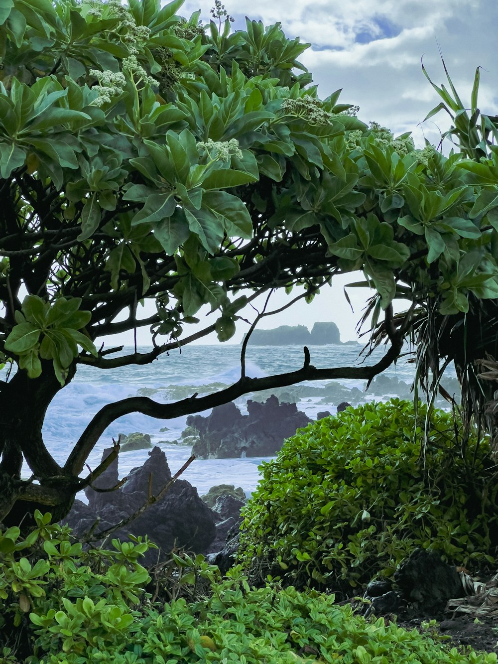 a bench sitting under a tree next to the ocean