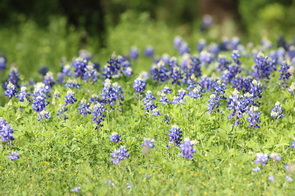 a field full of blue and white flowers