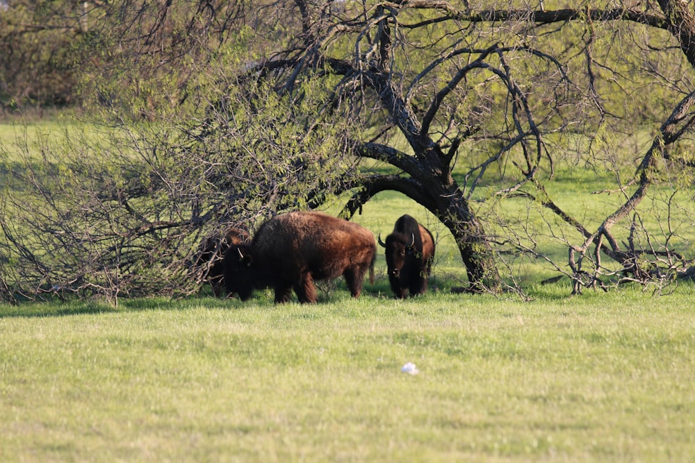 a couple of animals that are standing in the grass