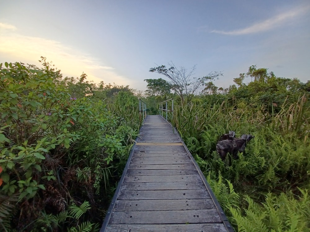 a wooden walkway through a lush green forest