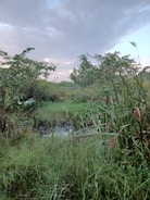 a small stream running through a lush green forest