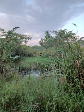 a small stream running through a lush green forest