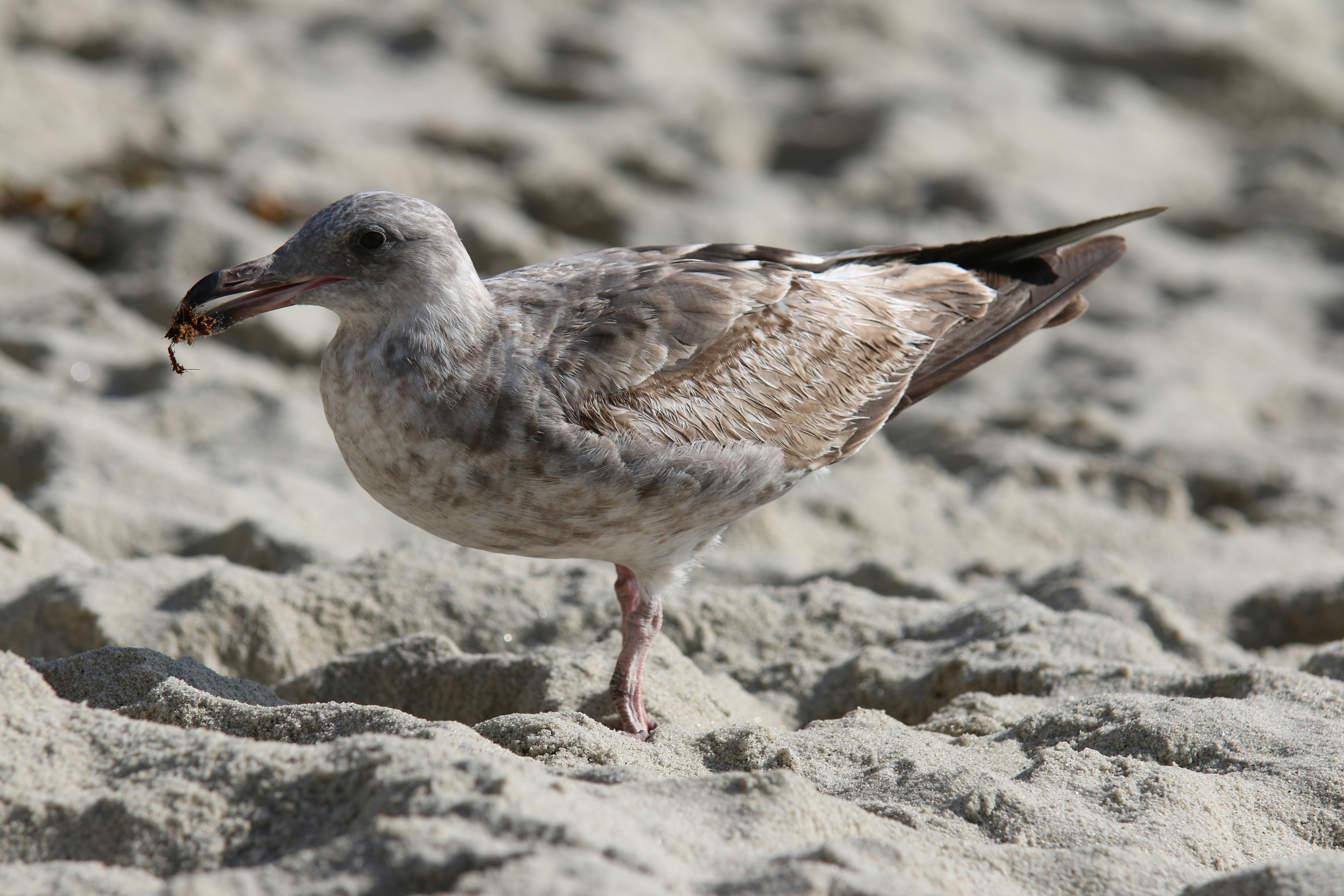 um pequeno pássaro em pé em uma praia de areia