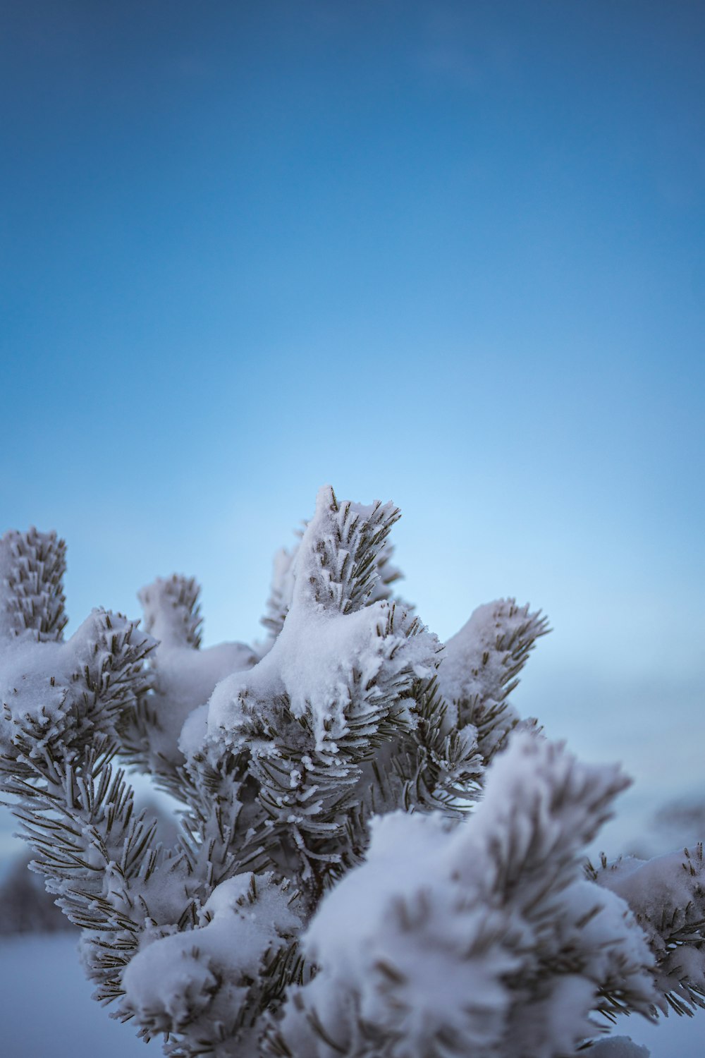 a pine tree covered in snow under a blue sky