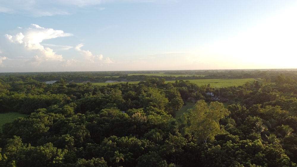 an aerial view of a lush green forest