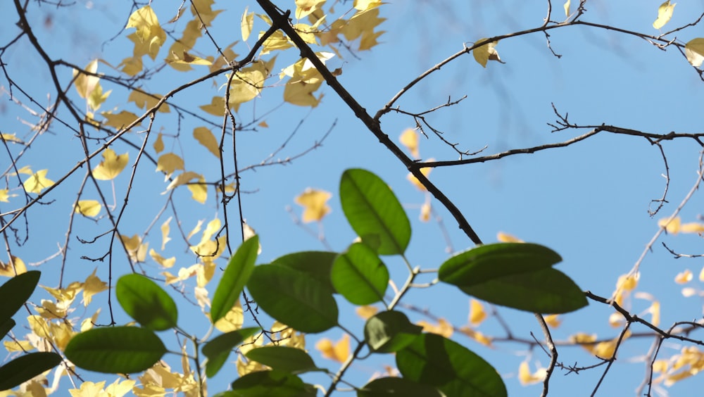 the leaves of a tree against a blue sky