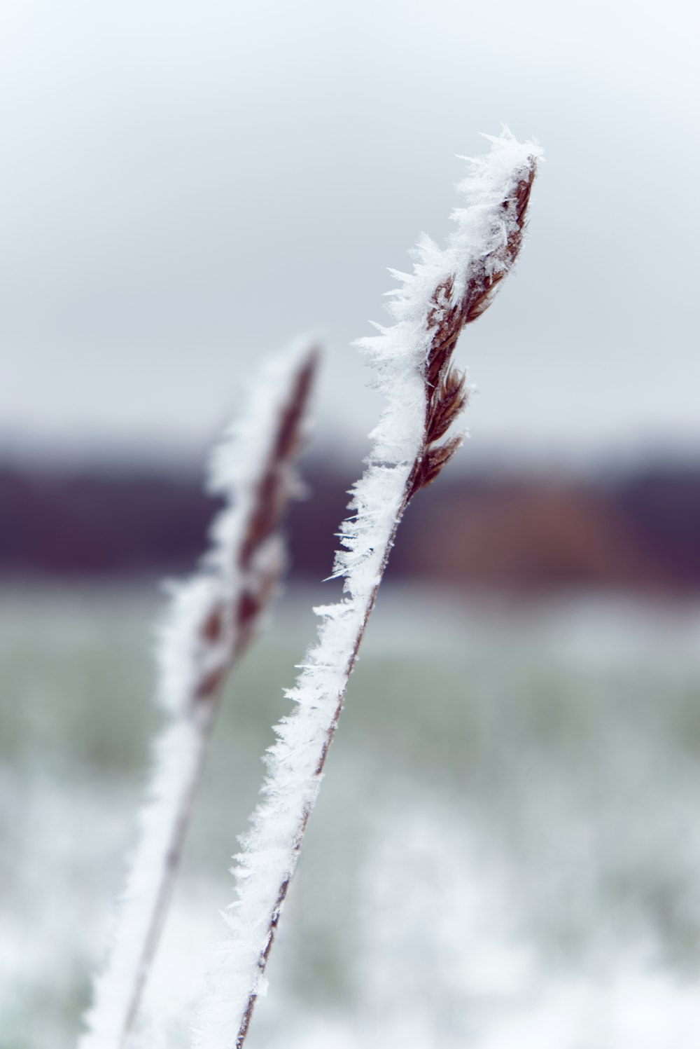 雪が積もった植物の接写