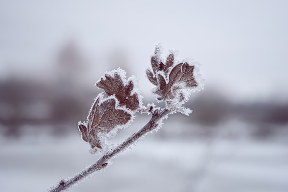 a close up of a plant with snow on it