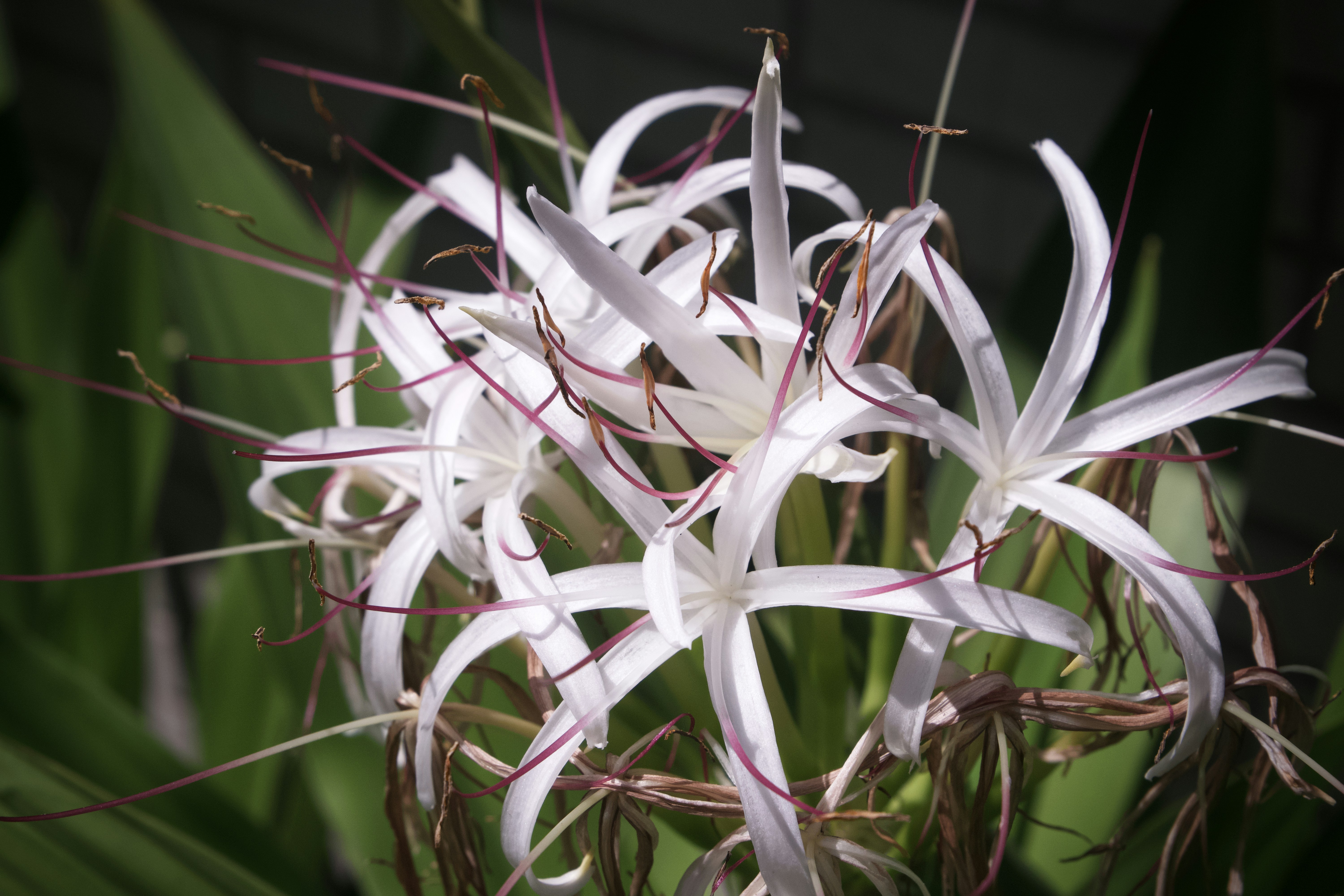 a close up of a white flower on a plant
