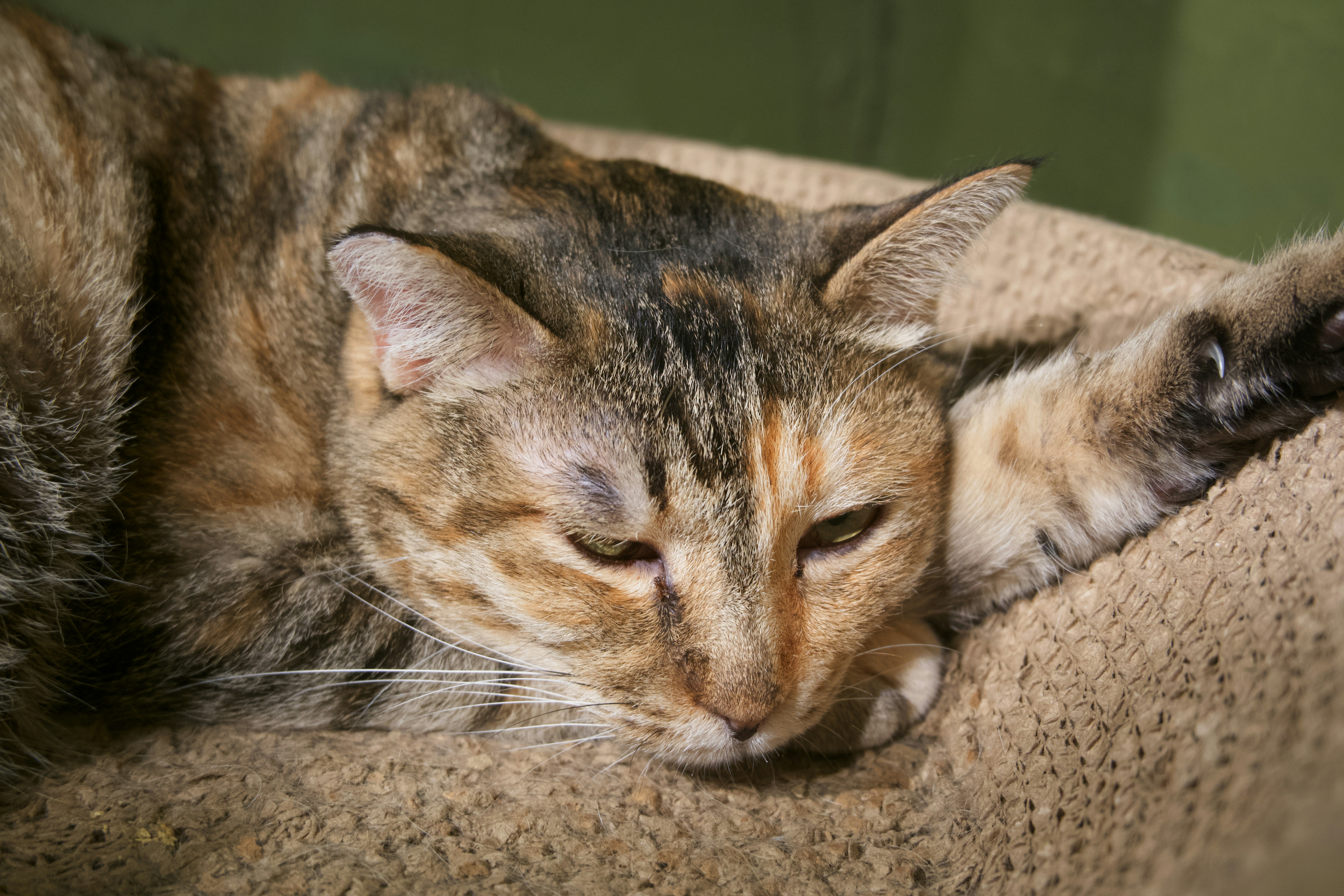 a close up of a cat laying on a couch