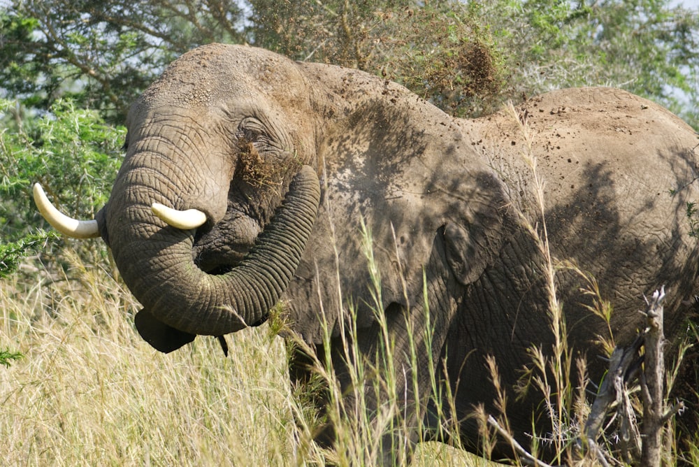 an elephant standing in tall grass with trees in the background