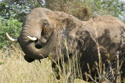 Wildlife at sunset Uganda
