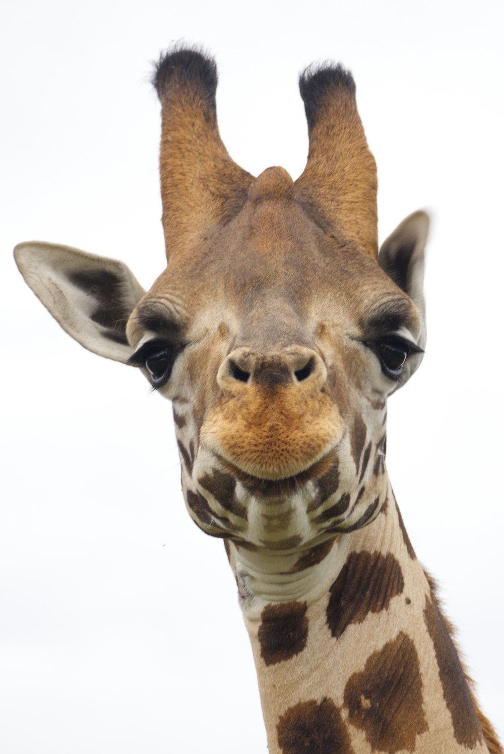 a close up of a giraffe's head and neck