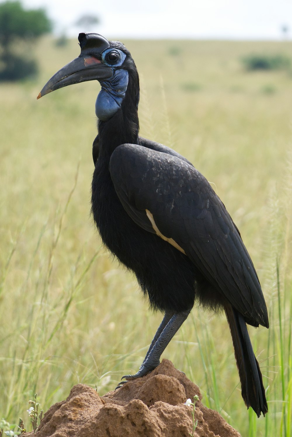 a large black bird standing on top of a rock