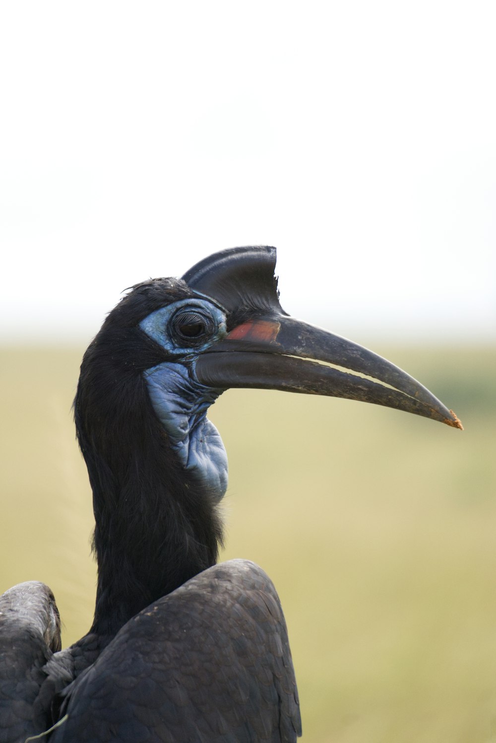 a close up of a bird with a long beak