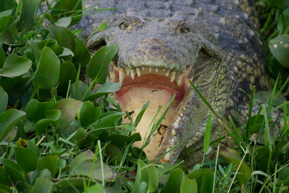 a large alligator with its mouth open in the grass