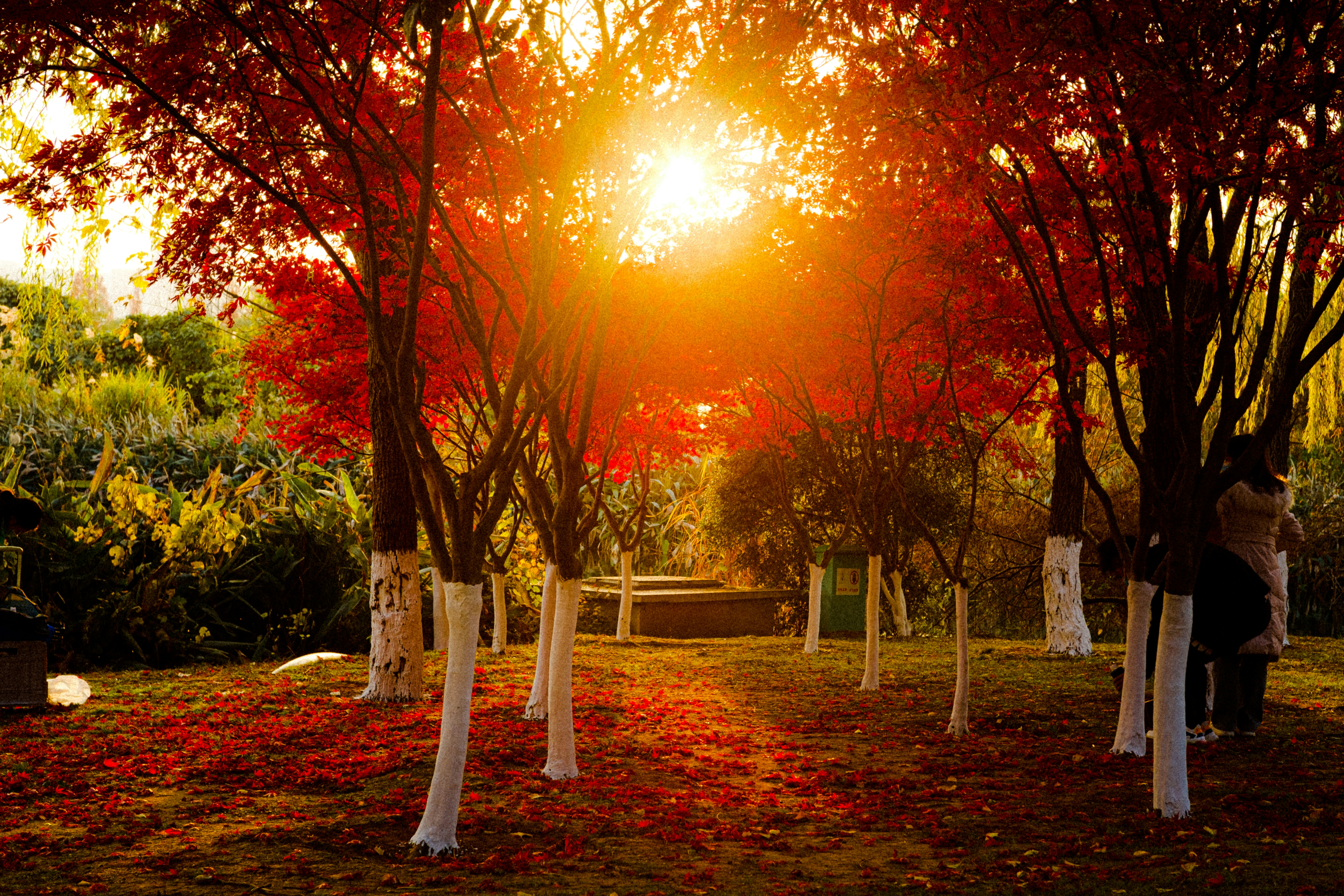 A peaceful memorial garden with sunlight filtering through trees, symbolizing comfort and remembrance. - cremation of dog price