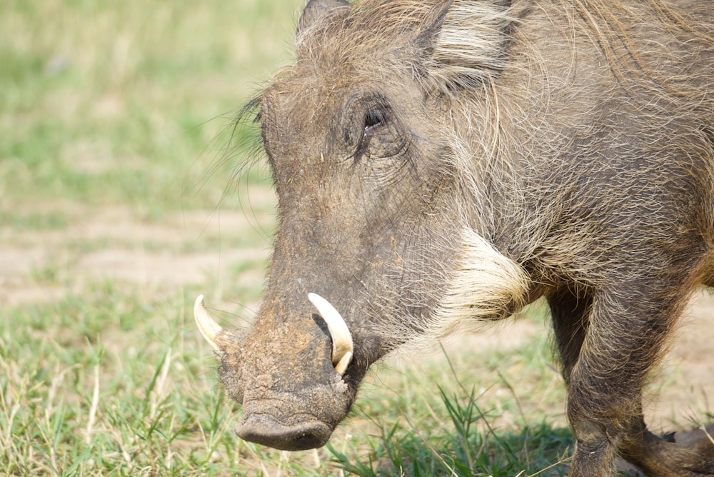 a close up of a warthog in a field