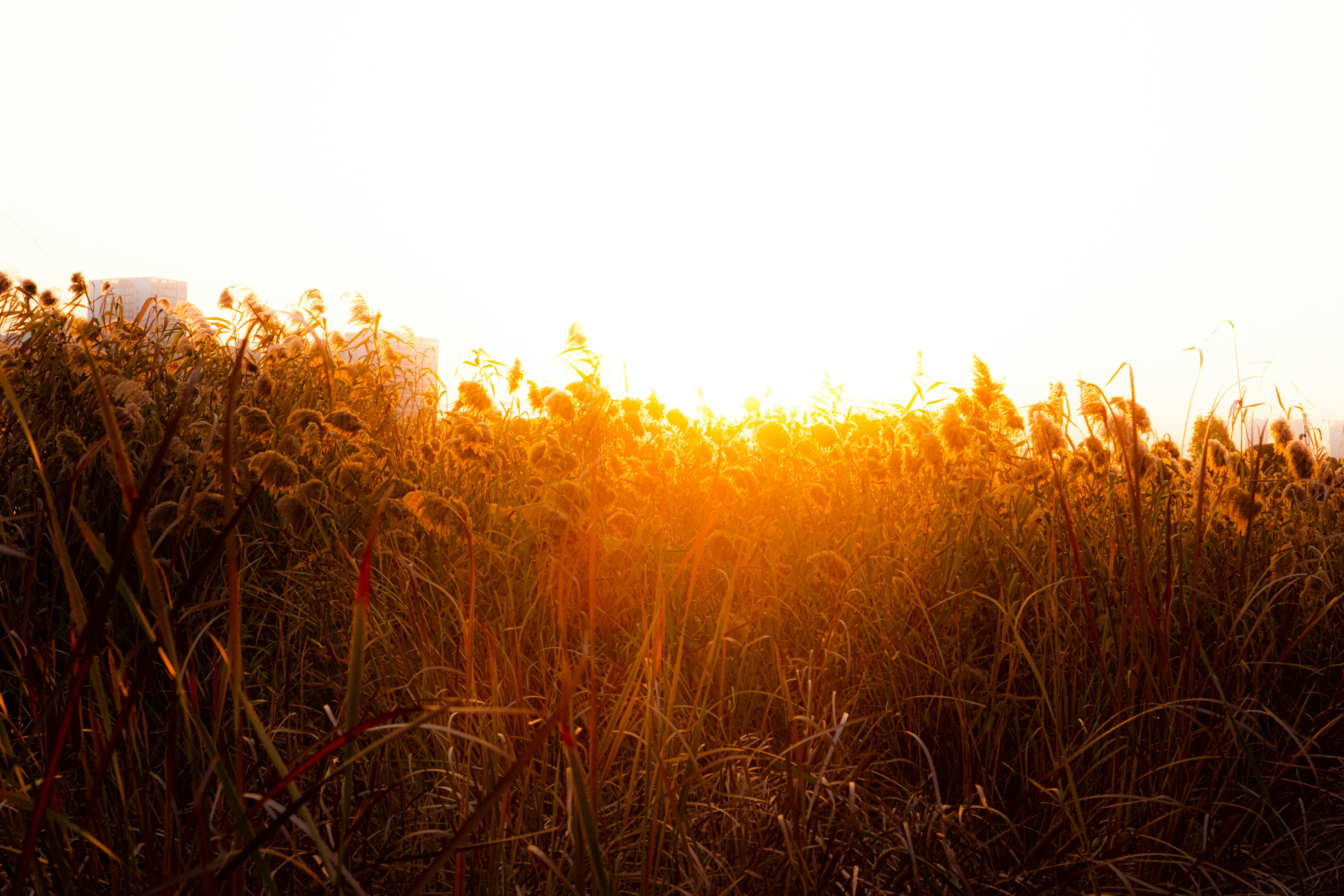 Photo by xiexianghua