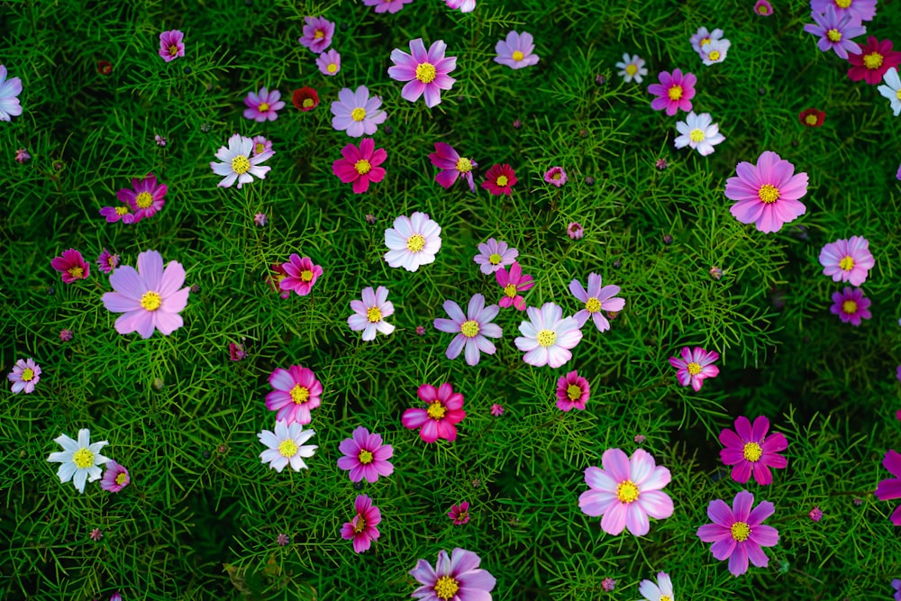 a bunch of flowers that are in the grass