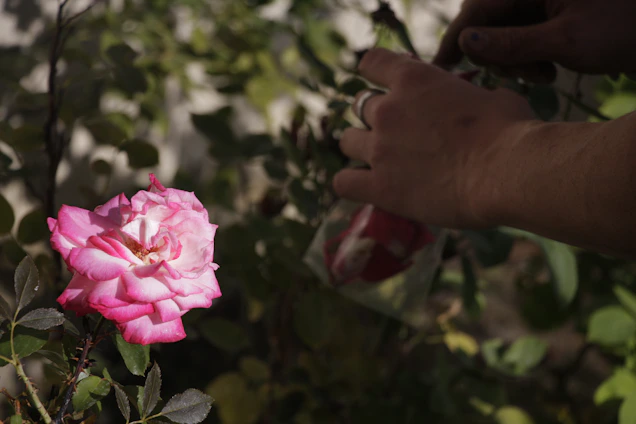 Close-up of hands pruning a vibrant rose bush with a byvra pruning tool in a sunlit garden.