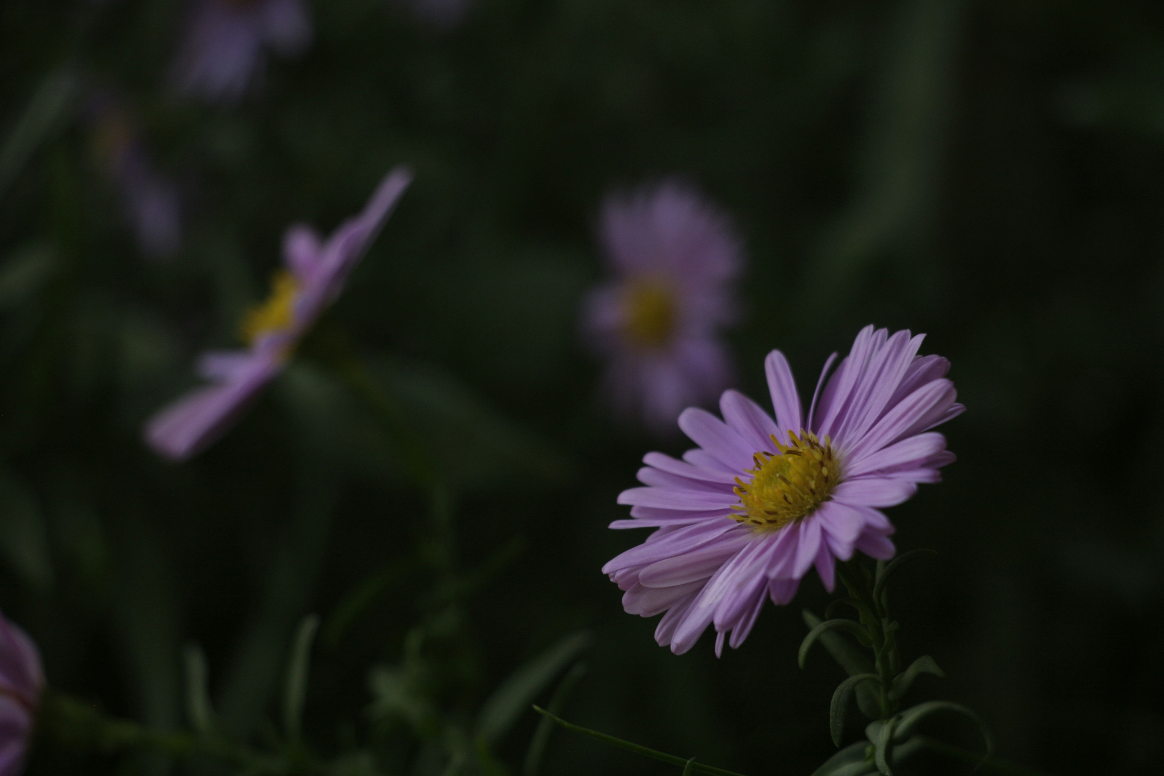 Photo by elcharthorne