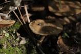 Close-up of mushrooms growing in the shadowy corners of the club's garden.
