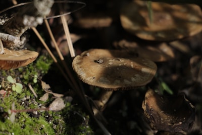 Close-up of mushrooms growing in the shadowy corners of the club's garden.