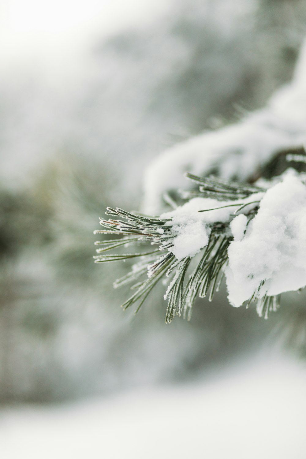 a close up of a pine tree with snow on it