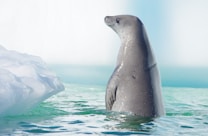 A seal is partially submerged in icy waters, with its head and body emerging from the water. The surrounding area features an icy landscape with bright, cold light reflecting off the ice.