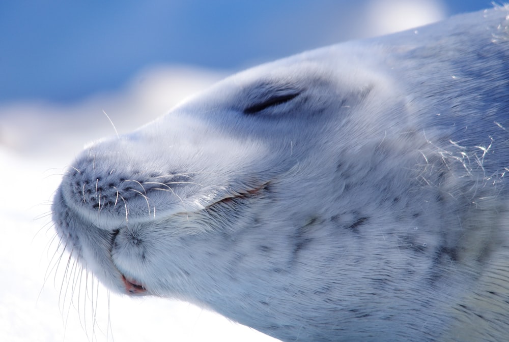 a close up of a seal on a snowy surface
