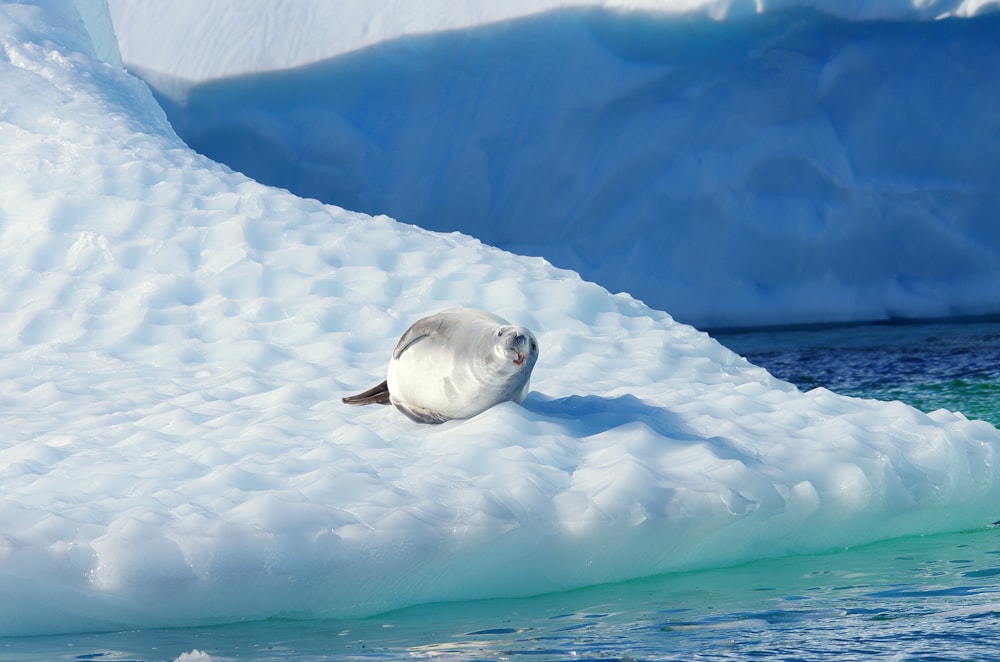 a seagull sitting on top of an iceberg