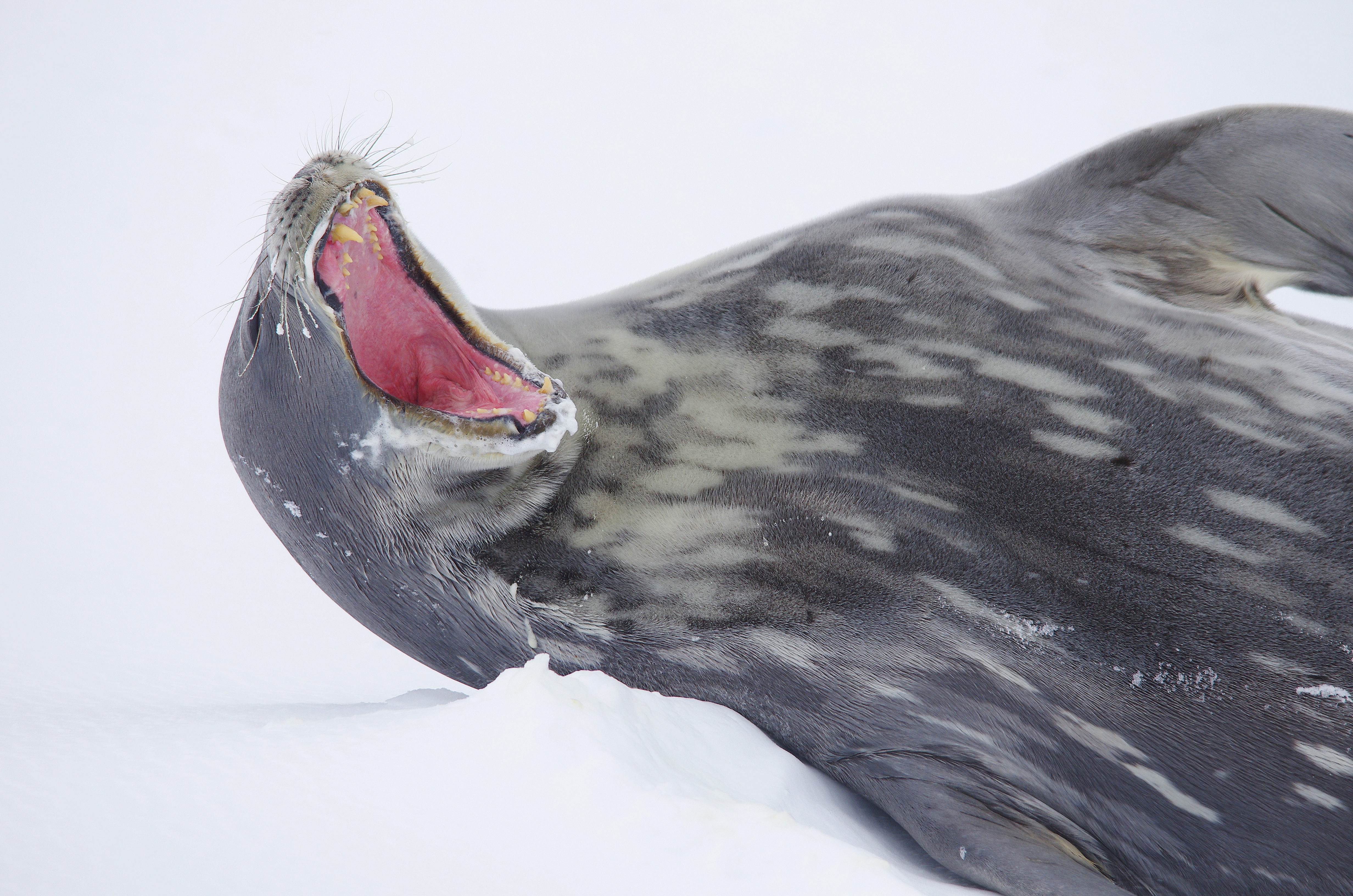a gray seal with its mouth open in the snow