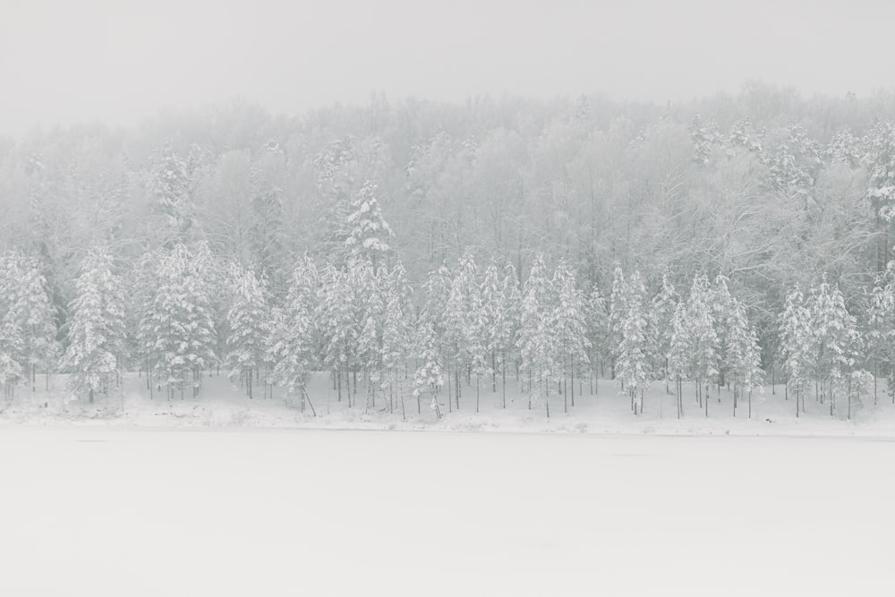 a snow covered forest with trees in the background