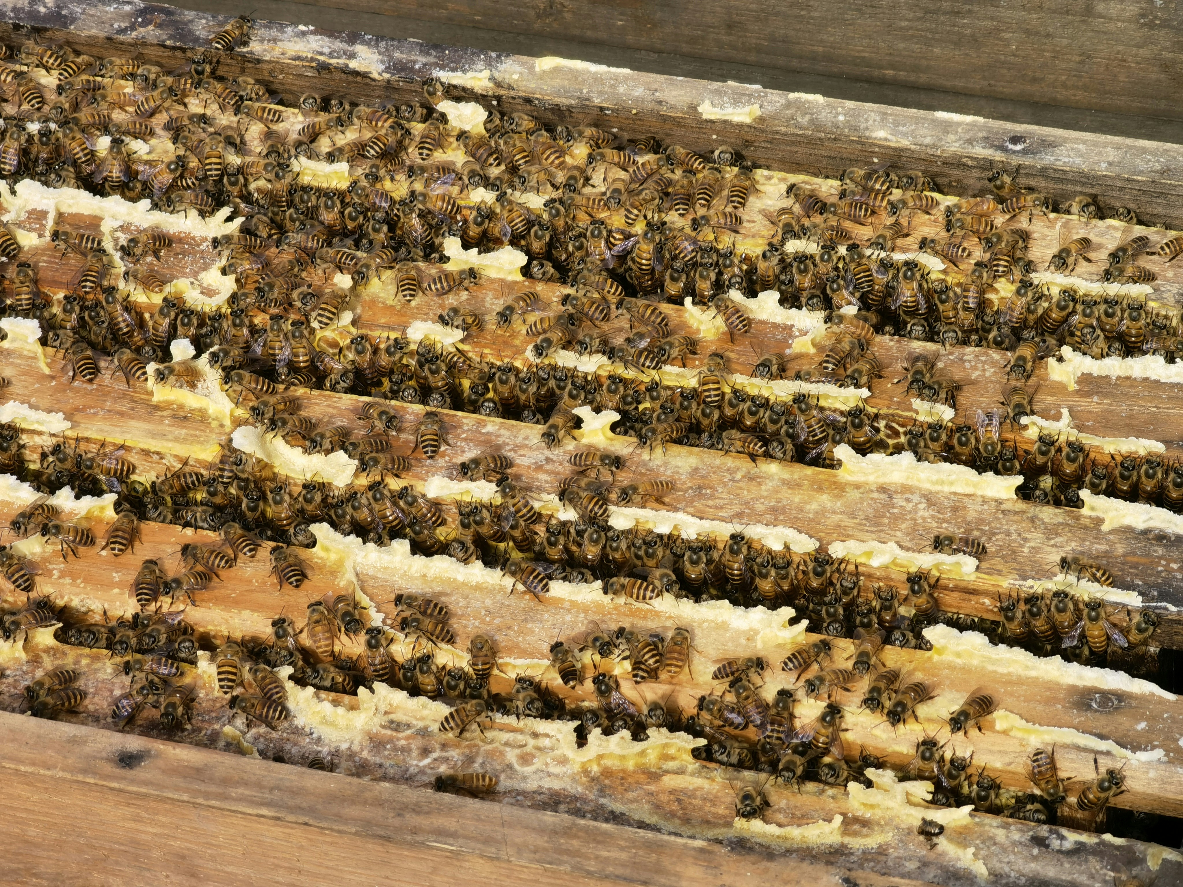 a bunch of bees that are in a beehive