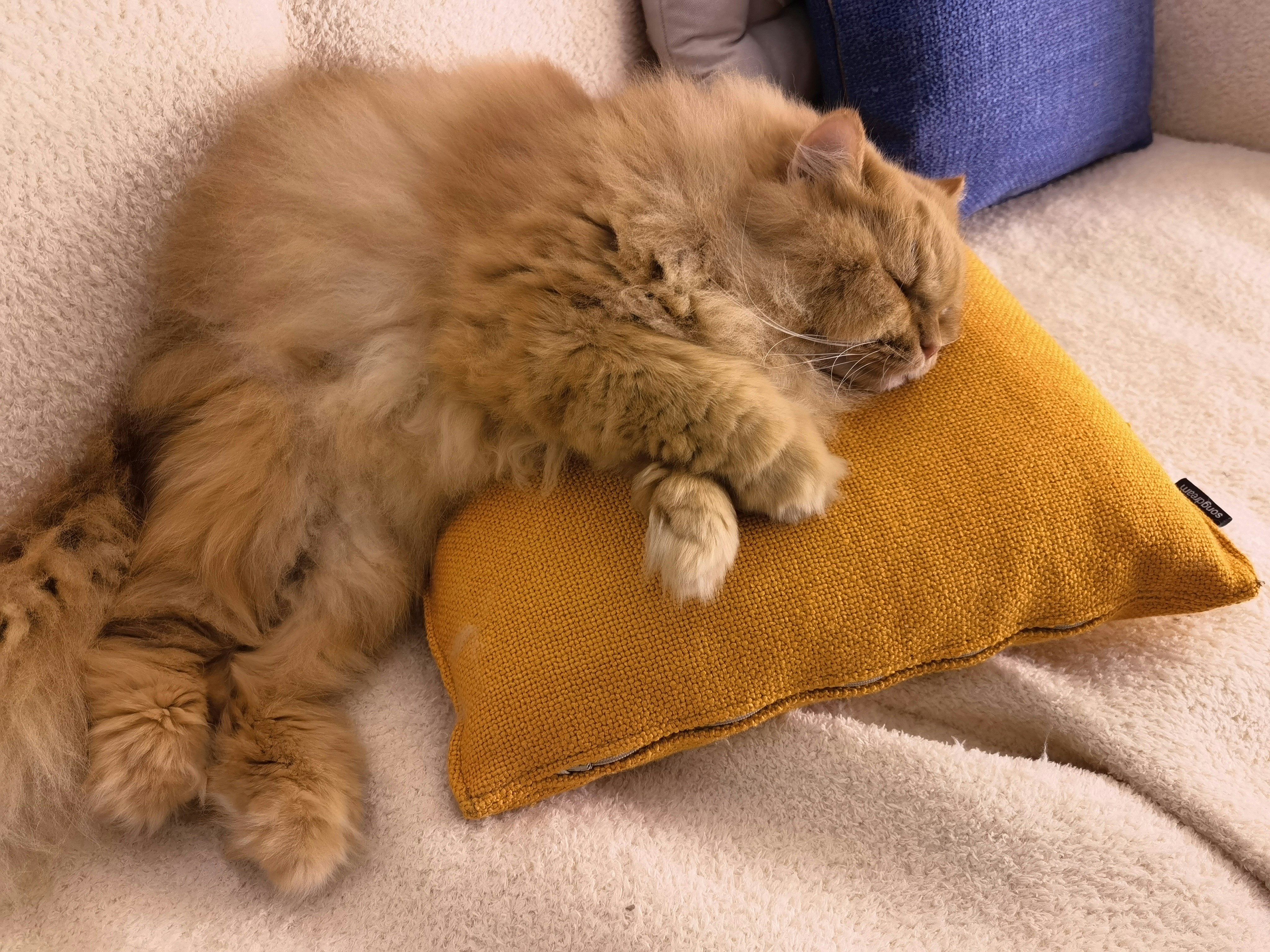 Velvet Cushions: Royal Treatment (image credits: unsplash)