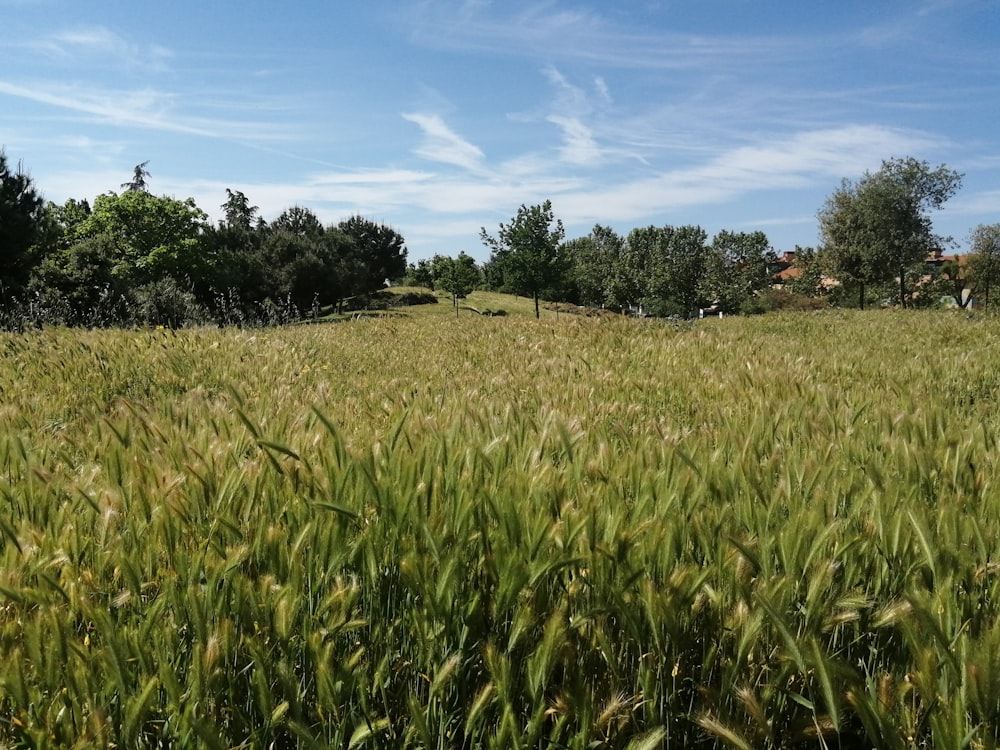 a field of tall grass with trees in the background